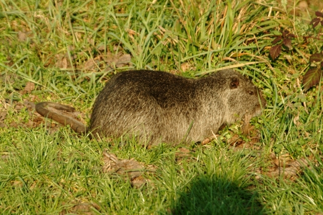 Nutria, Myocastor coypus - Bentivoglio (BO)